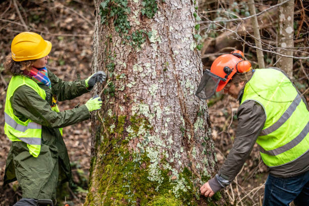 Best Tree Cabling and Bracing  in Breezy Point, MN